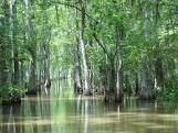 swamp images